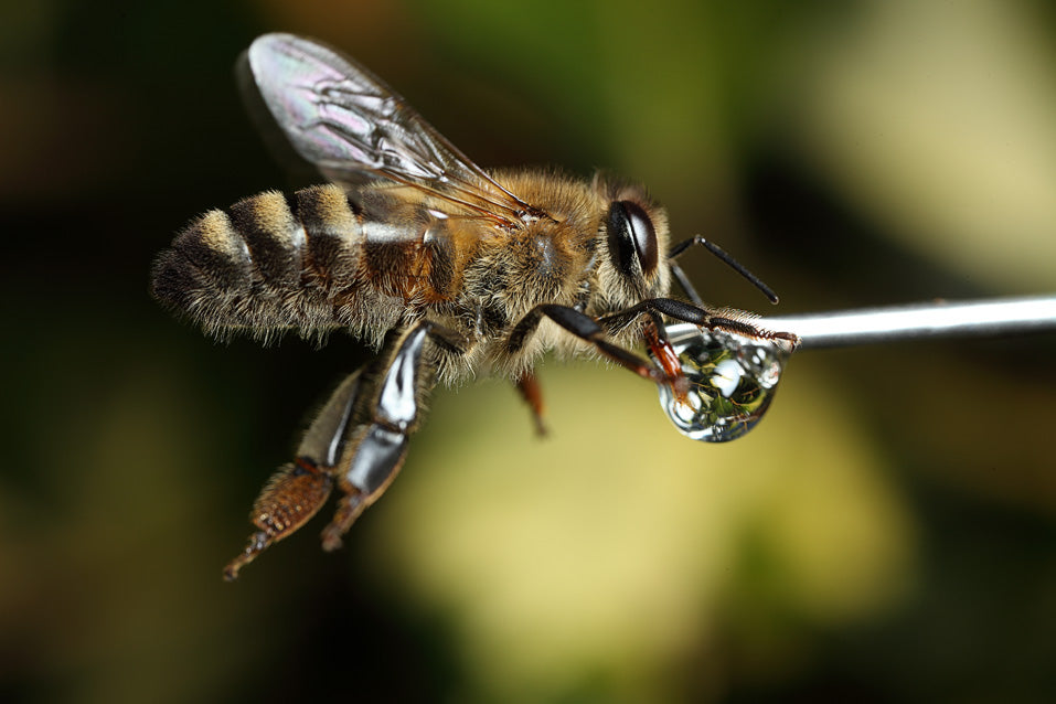 Bee sipping sugar water