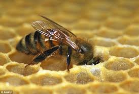 Honeybee and honeycomb, Bees & Trees Manuka honey