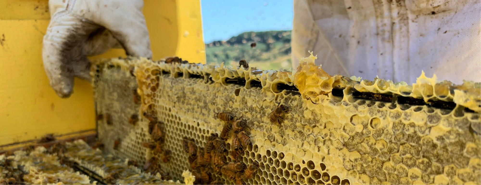 Bees Swarming on Bees & Trees Beekeeper's Head