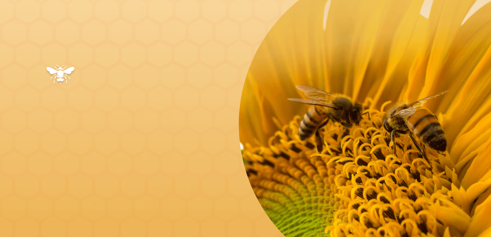 How Honey Bees Communicate