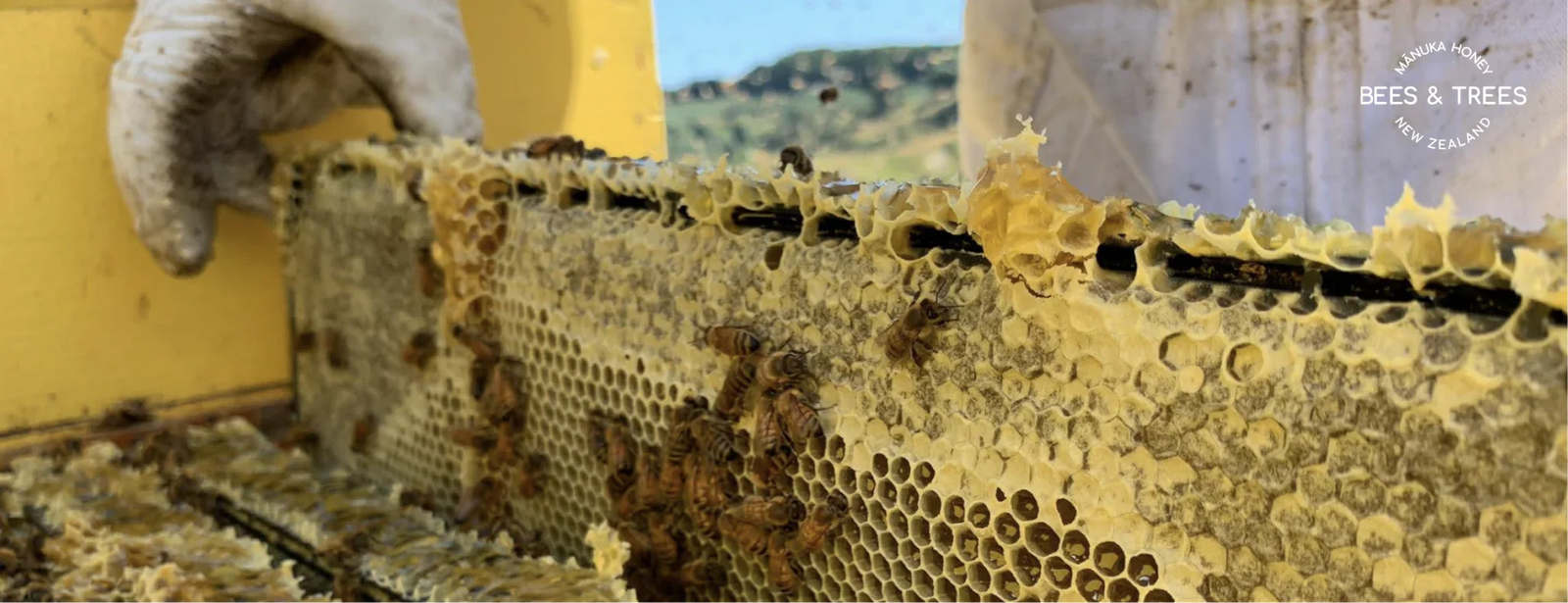 Raw Manuka Honey Benefits & Uses