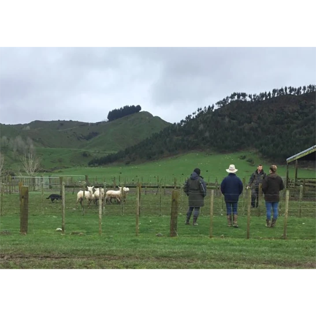 Bees & Trees Sponsors Local New Zealand Sheepdog Trial Club