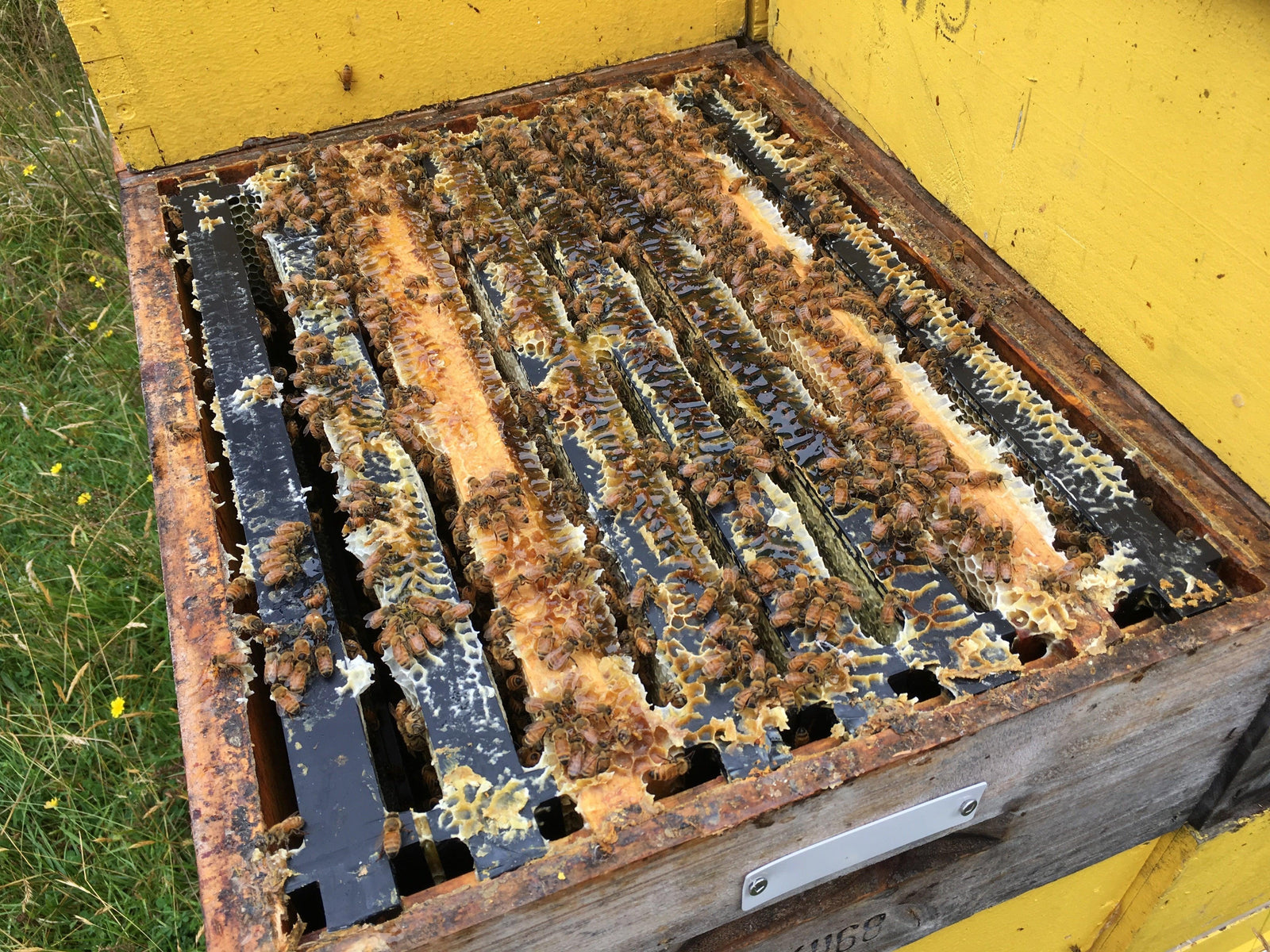 Video from Recent Manuka Honey Harvest in New Zealand