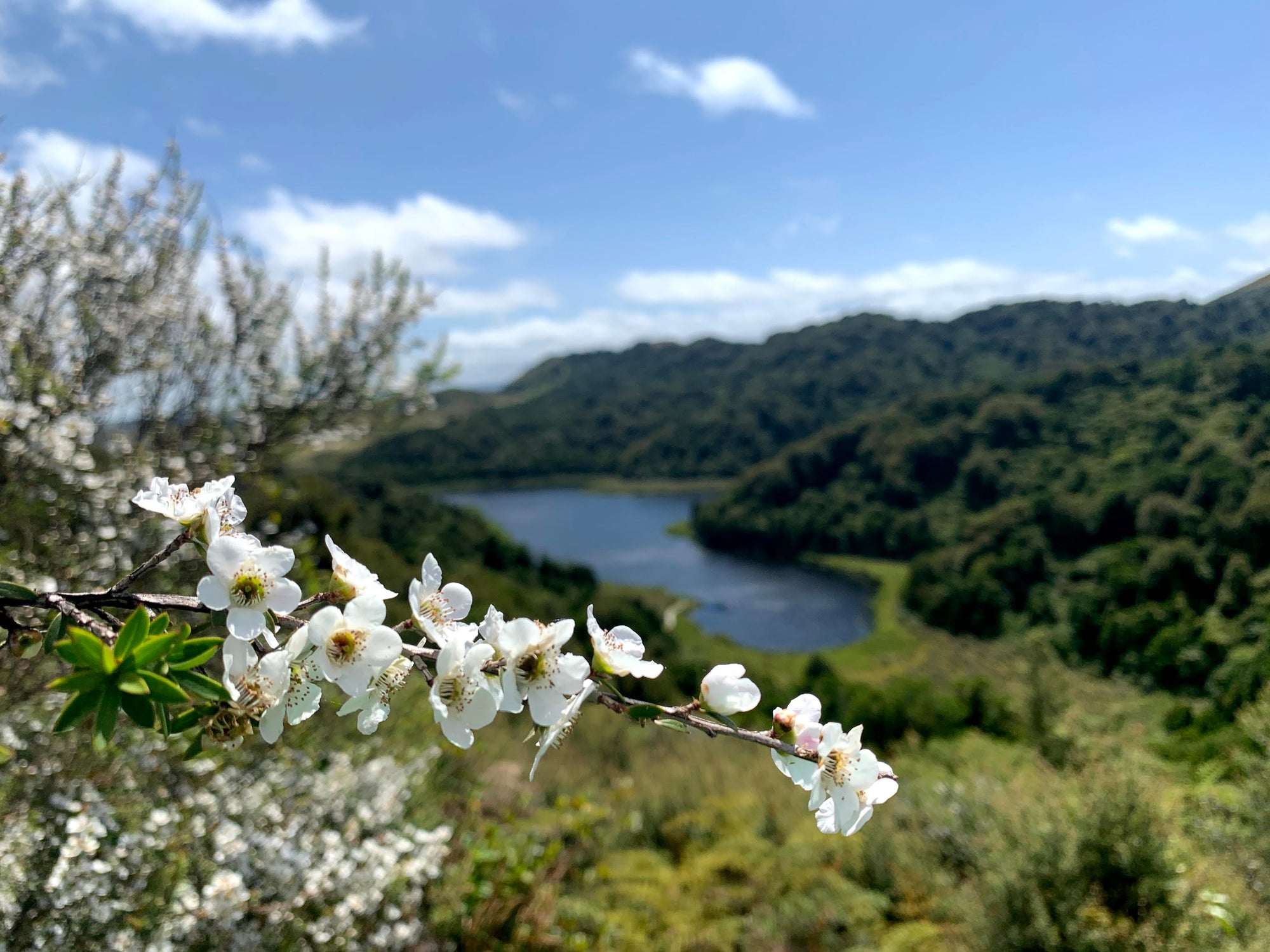 New Zealand Countryside, Manuka flowers