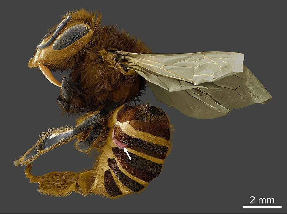 Honeybee with Varroa Mite