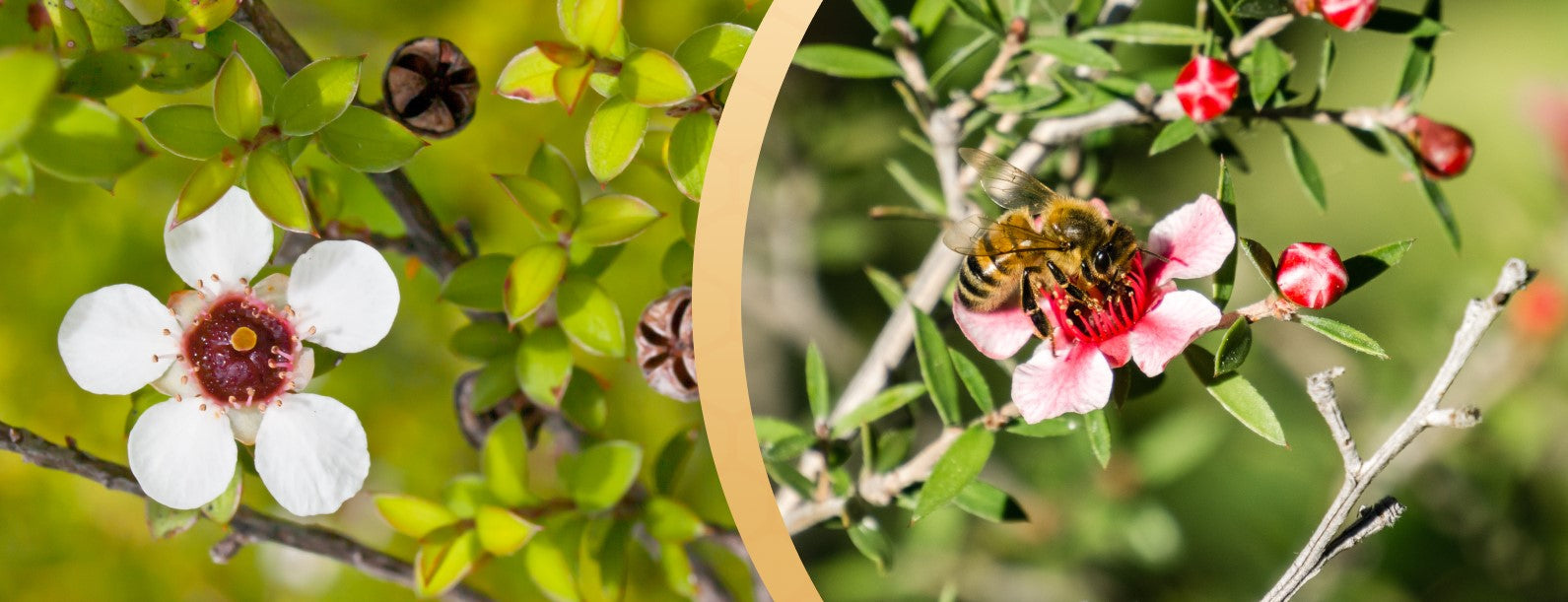 A flowering Australian Manuka honey tree