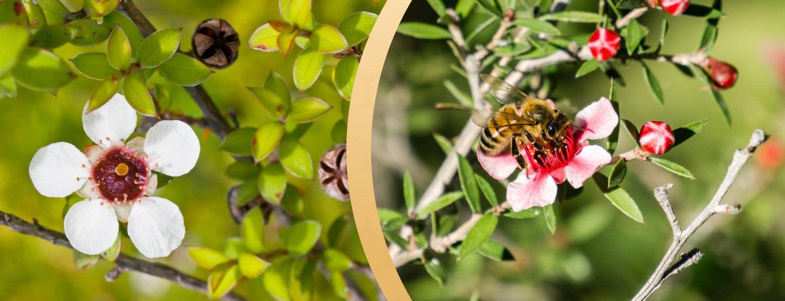 New Zealand vs. Australian Manuka Honey - What Is the Difference? - Bees & Trees Manuka Honey