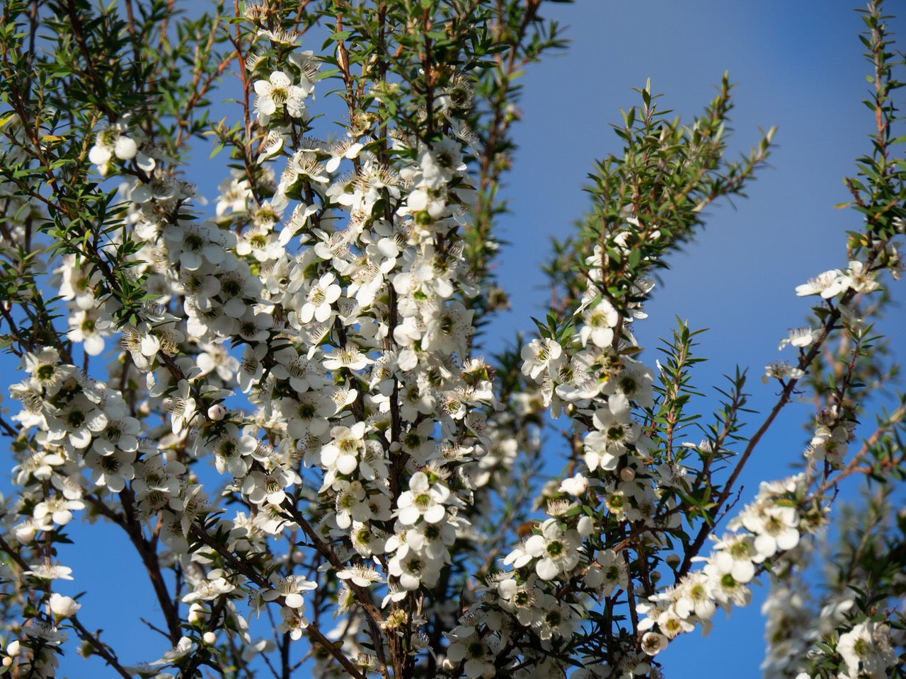 Manuka honey tree branches, flowers
