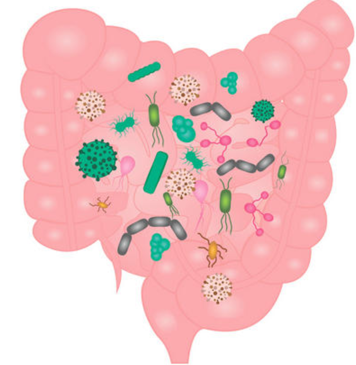 Small Intestine Bacterial Overgrowth Image