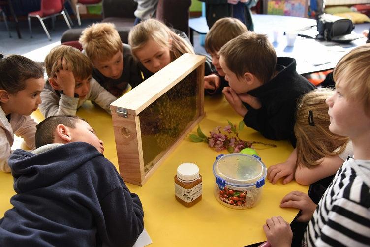 Honeybee Health and Education Go Hand-in-Hand