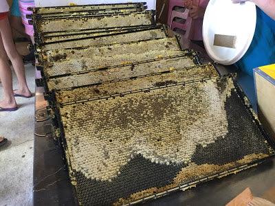 The Children Have Honey!