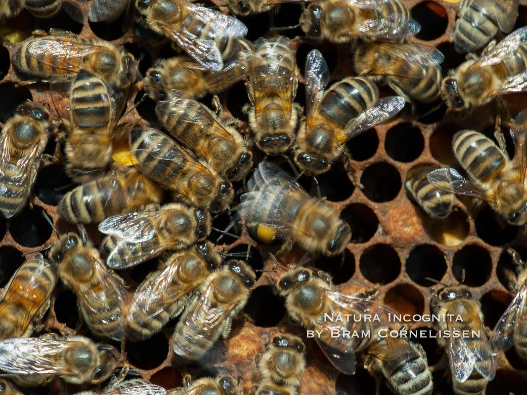 Bees on honeycomb doing waggle dance