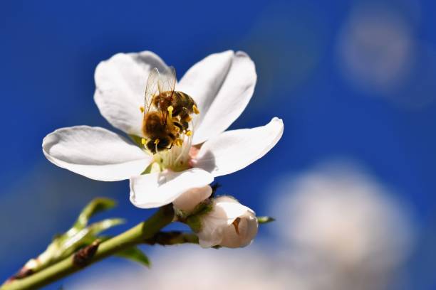 Honeybee on Manuka flower