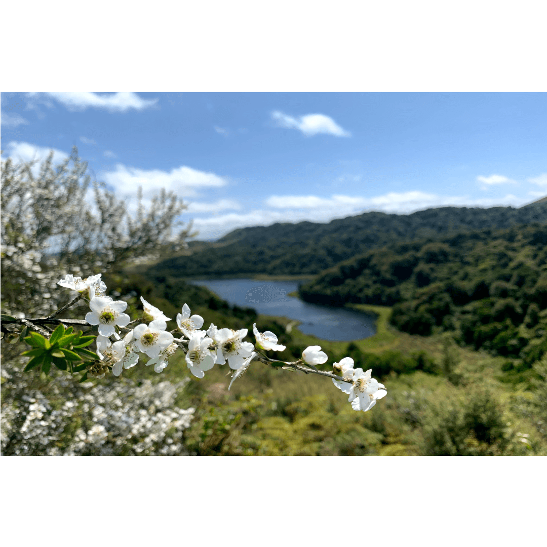 New Zealand COVID Shutdown