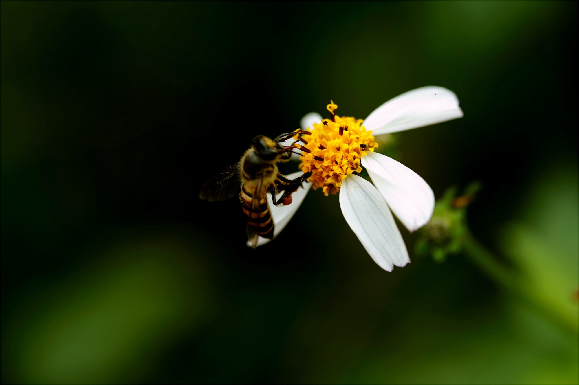 Does Cancer Hate Manuka Honey?