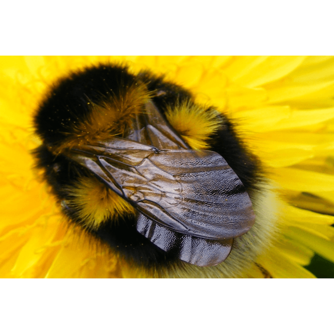 Do honeybees sleep? Of course they sleep!
