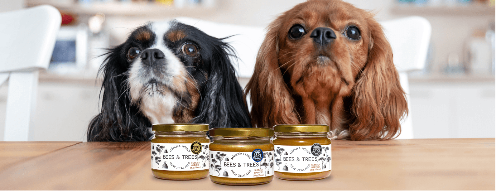Feeding honey top to dogs