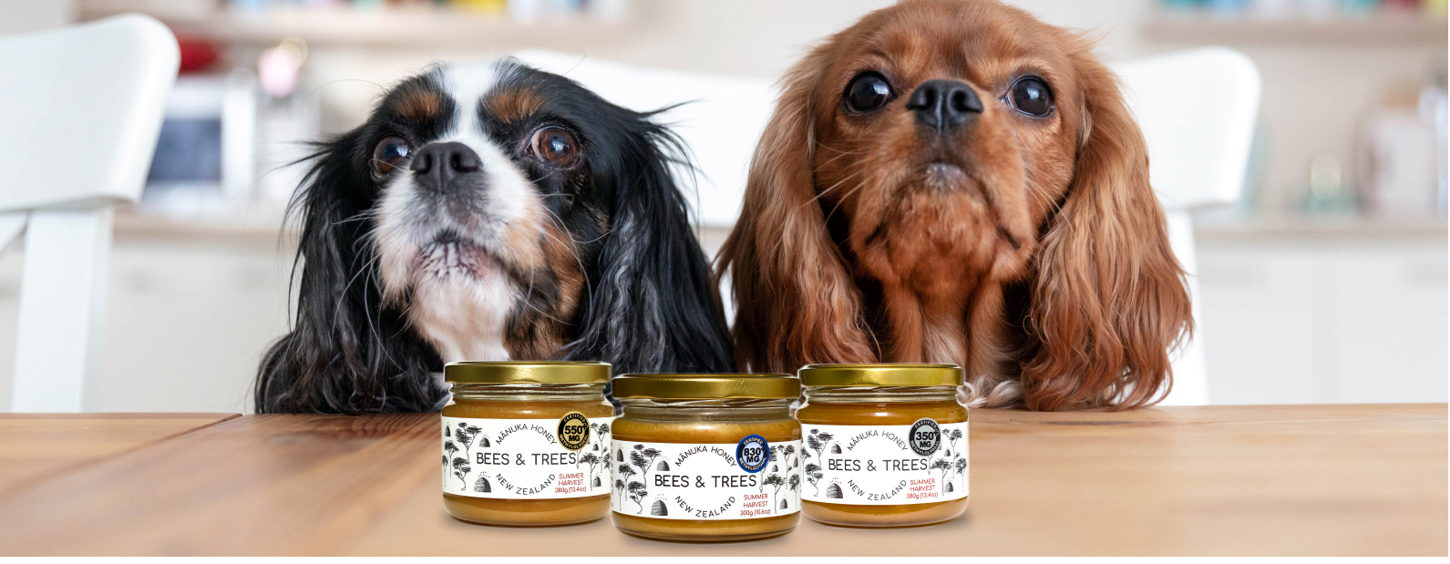 Two cute dogs with Manuka honey jars