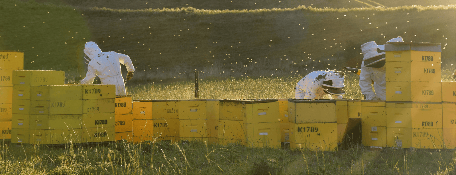 How to Become a Beekeeper