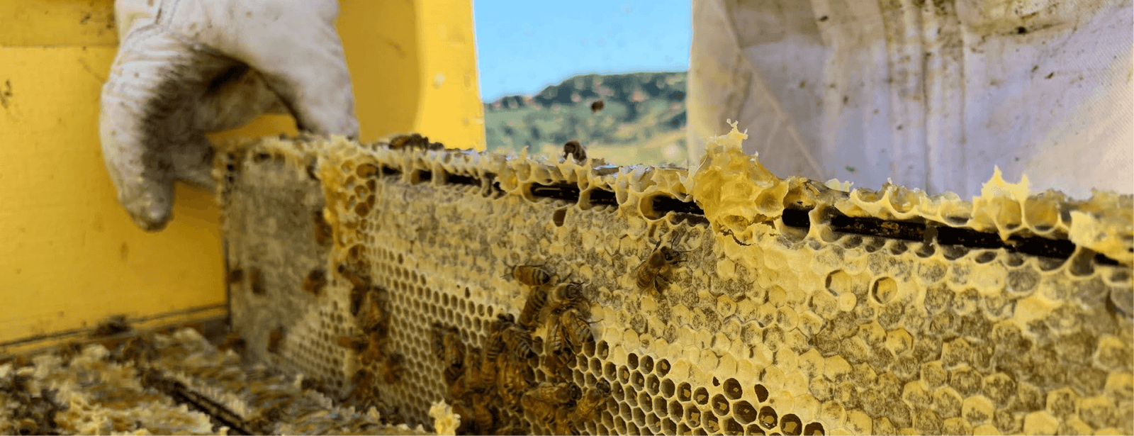 Why Do Honey Bees Swarm?